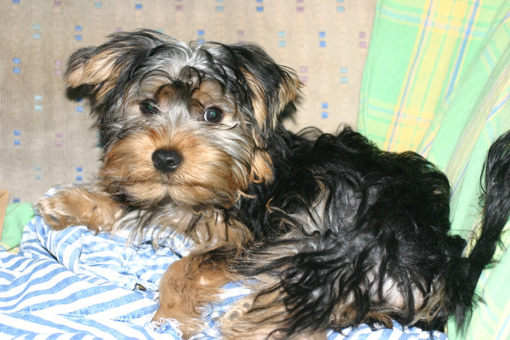 Sparky